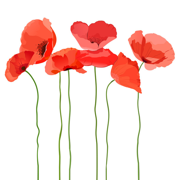 Red Poppies - Vector, Imagen