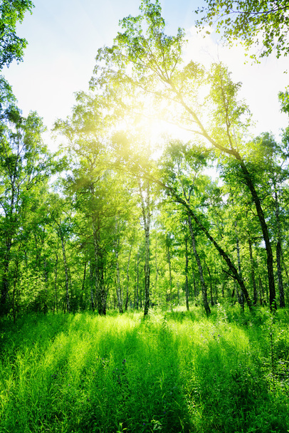 Birch forest on a sunny day. Green woods in summer - Photo, Image