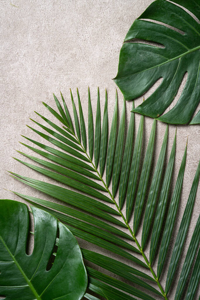 Top view of tropical palm monstera leaves isolated on gray background with copy space. - Fotografie, Obrázek
