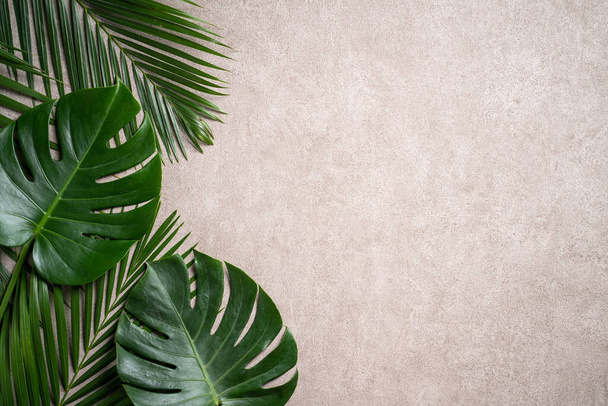 Top view of tropical palm monstera leaves isolated on gray background with copy space. - Foto, imagen