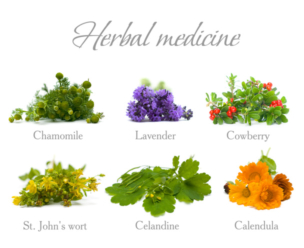 Médecine à base de plantes : camomille, lavande, calendula, célandine et S
 - Photo, image