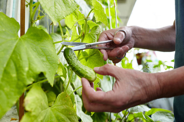 Men's hands harvests cuts the cucumber with scissors. Farmer man gardening in home greenhouse - Zdjęcie, obraz