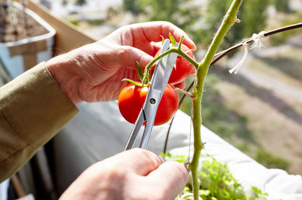 Men's hands harvests cuts the tomato plant with scissors. Farmer man gardening in home greenhouse - Фото, зображення