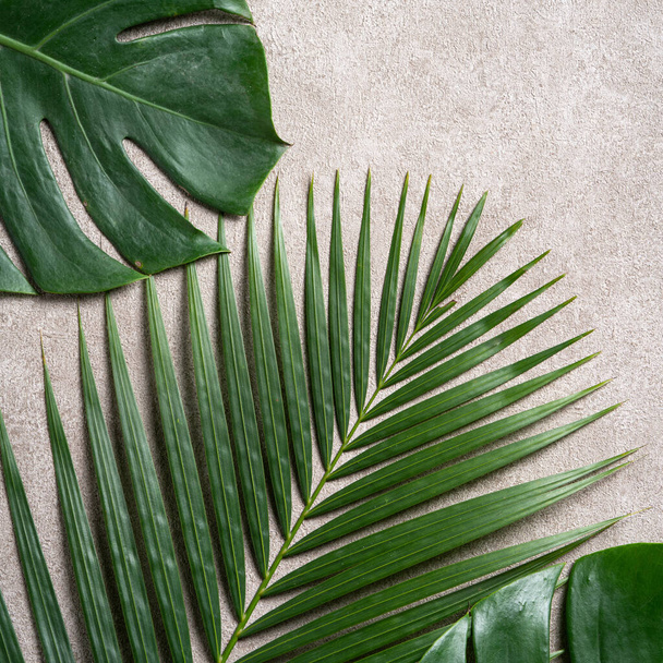 Top view of tropical palm monstera leaves isolated on gray background with copy space. - Фото, зображення