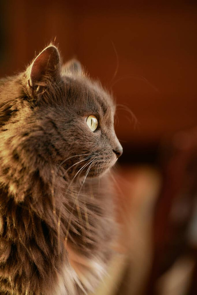 Indoor cat sits against sunlight. Cat looks through the window - Fotografie, Obrázek