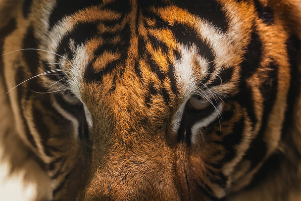 Tigre en zoológico, animal peligroso. - Foto, imagen