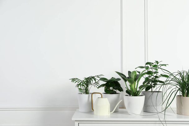 Many different houseplants in pots on chest of drawers near white wall, space for text - 写真・画像
