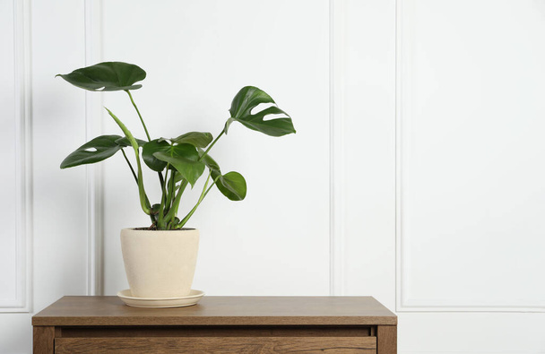 Potted monstera on wooden table near white wall, space for text. Beautiful houseplant - Foto, Bild