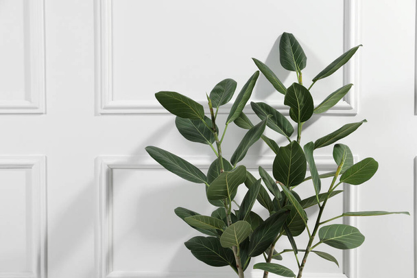 Green ficus near white wall, space for text. Beautiful houseplant - Zdjęcie, obraz
