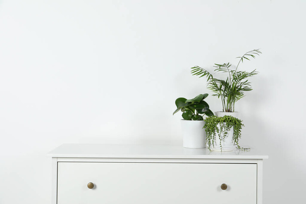 Όμορφες πράσινες γλάστρες σε λευκό στήθος συρταριών σε εσωτερικούς χώρους, χώρος για κείμενο - Φωτογραφία, εικόνα