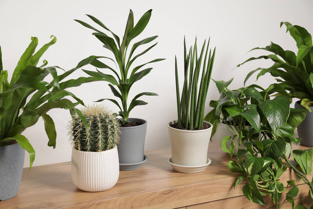 Green houseplants in pots on wooden chest of drawers near white wall - Fotografie, Obrázek