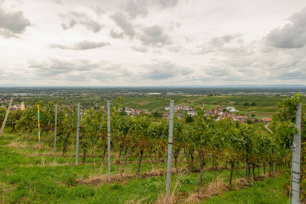 A beautiful shot of vineyards under a cloudy sky - Zdjęcie, obraz