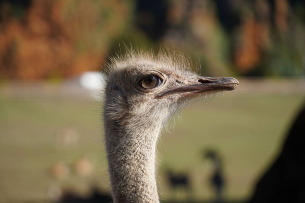A closeup of a head of an Arabian ostrich with sunlit blurred background - Foto, afbeelding