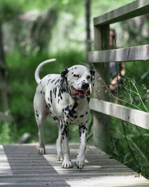 A beautiful dalmatian dog walking on a wooden bridge - vertical shot - Fotografie, Obrázek