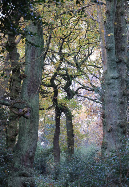 A vertical of a moody dense green forest in Sutton park, Birmingham, UK - Foto, immagini