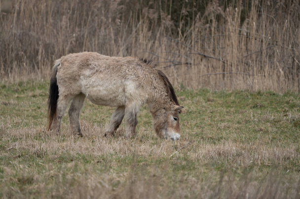 Um cavalo de Przewalski comendo grama na natureza - Foto, Imagem