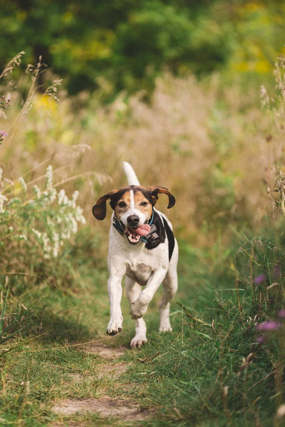 A vertical shot of Beagle dog running in a rural field - 写真・画像