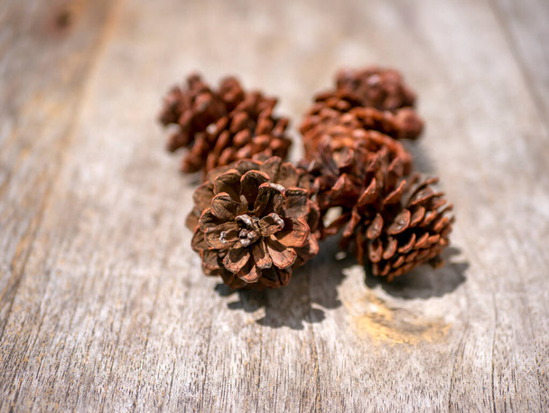 Dried pine cones, Pinus merkusii seeds, shallow focus - Photo, Image