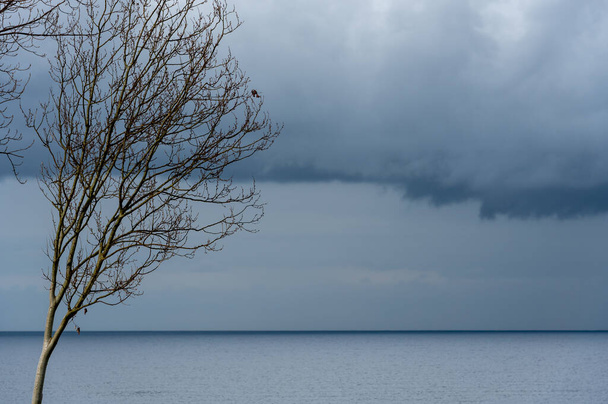 Lonely leafless dry tree at beach. Winter stormy cloud in the ocean. Cloudy rainy winter day. - Foto, immagini