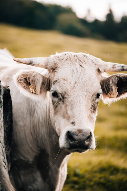 Un primer plano de una vaca blanca sobre el fondo borroso del pastizal - Foto, Imagen