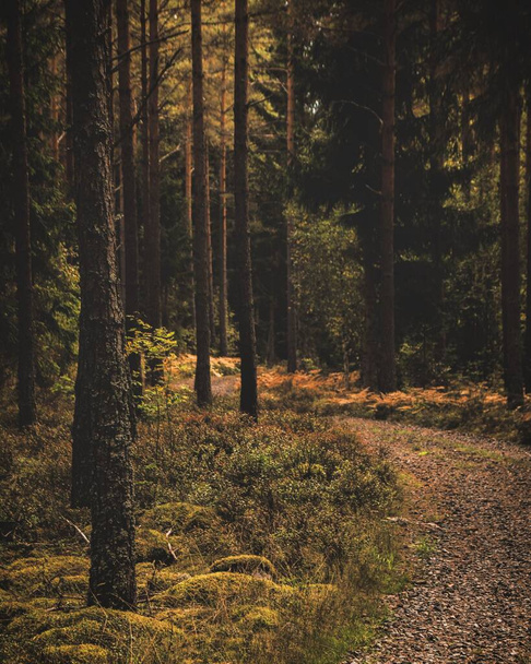 A narrow pathway in a dense forest with tall trees during the daytime - Valokuva, kuva