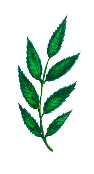 Green leaves on the stem. Watercolor. White background. - Photo, image