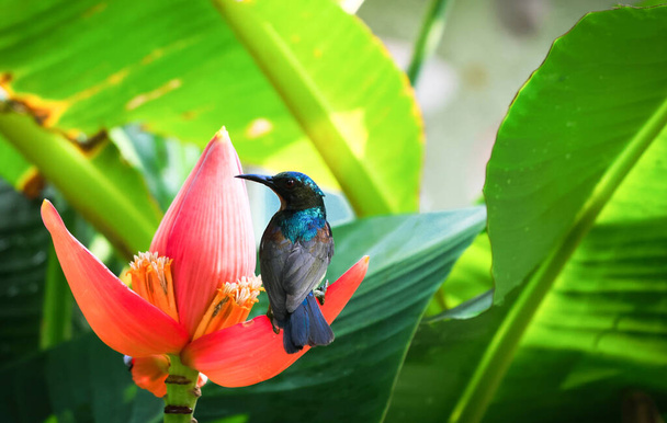 Barna torkú Sunbird gyönyörű állat vadon élő állatok gazdaság szirom banán virág a természetben háttérben - Fotó, kép