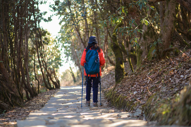 A young traveller trekking on forest trail , Nepal - Fotó, kép