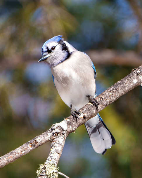 Blue Jay close-up front view perched on a tree branch with a forest blur background in its environment and habitat surrounding. Jay Picture. - Zdjęcie, obraz