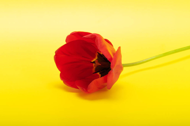red tulips on yellow background - 写真・画像