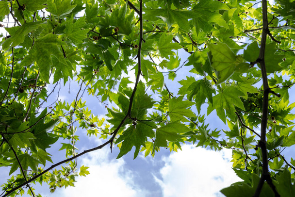 Дерево Платана на фоні неба. Гілка орієнталізму Platanus з круглими сикаморськими фруктами
. - Фото, зображення