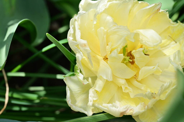 close up of white flowers in spring garden - Foto, Imagen