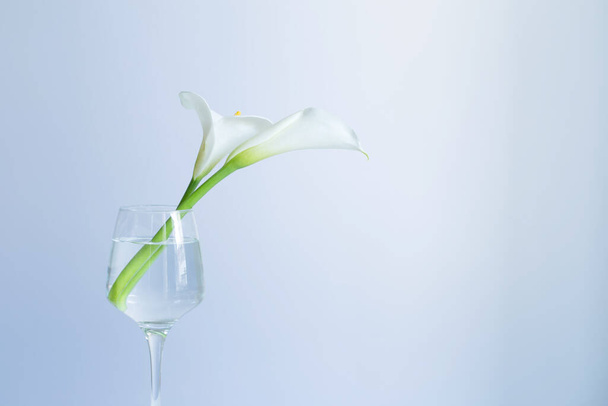 calla flowers in glass on blue background - Photo, image