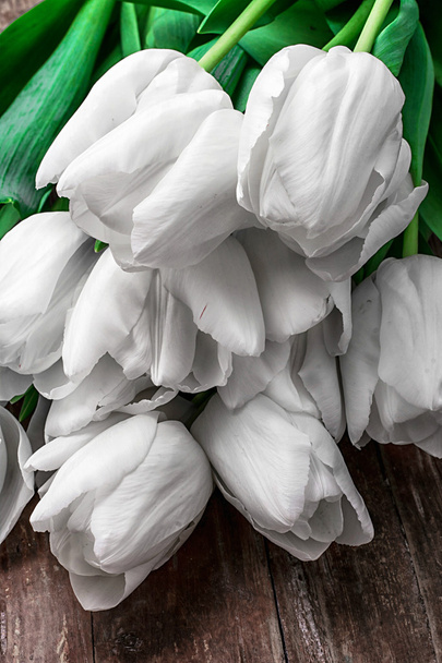 białe tulipany - Zdjęcie, obraz