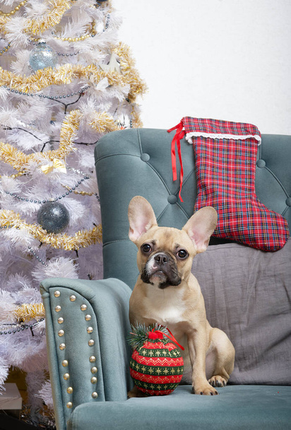 Μια γαλλική Bulldog φυλή σκυλί με ένα μεγάλο χριστουγεννιάτικο παιχνίδι με τη μορφή μιας μπάλας κάθεται σε μια πολυθρόνα δίπλα στο χριστουγεννιάτικο δέντρο εν αναμονή των διακοπών. Ο σκύλος γιορτάζει τα Χριστούγεννα και την Πρωτοχρονιά. - Φωτογραφία, εικόνα