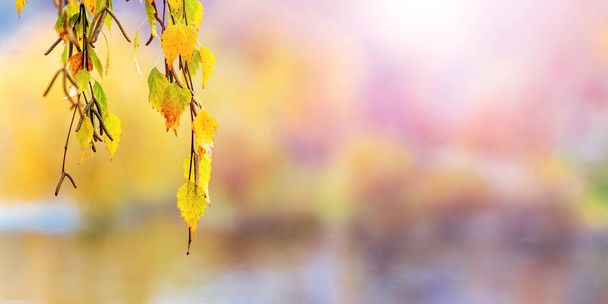 Romantikus őszi háttér sárga nyírfa levelek elmosódott háttér napsütéses napon, másolás tér - Fotó, kép