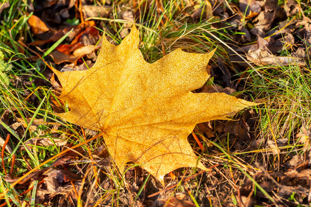 Žlutý javorový list leží na zemi za slunečného podzimního dne - Fotografie, Obrázek