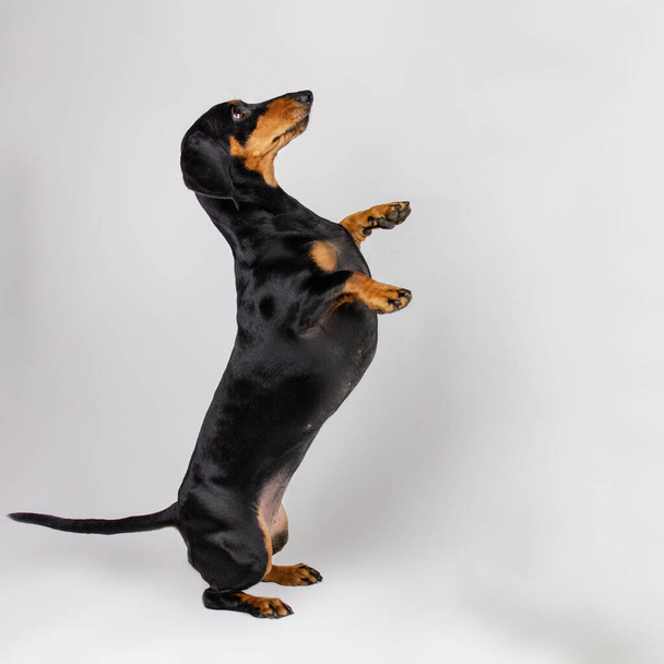 funny photo of a dachshund dog dancing on a white background - Foto, Imagen