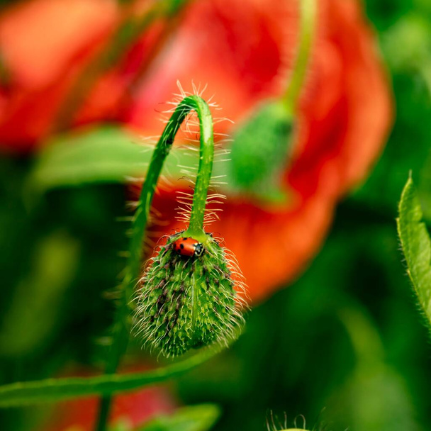 A closeup shot of  ladybug on a plant - Foto, imagen