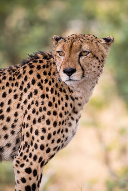 Cheetah on the plains of Serengeti national park - 写真・画像