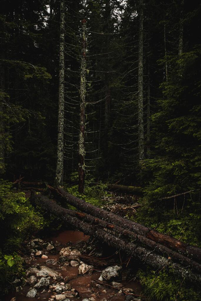 A vertical shot of a beautiful mountain forest in Durmitor Montenegro - Фото, зображення