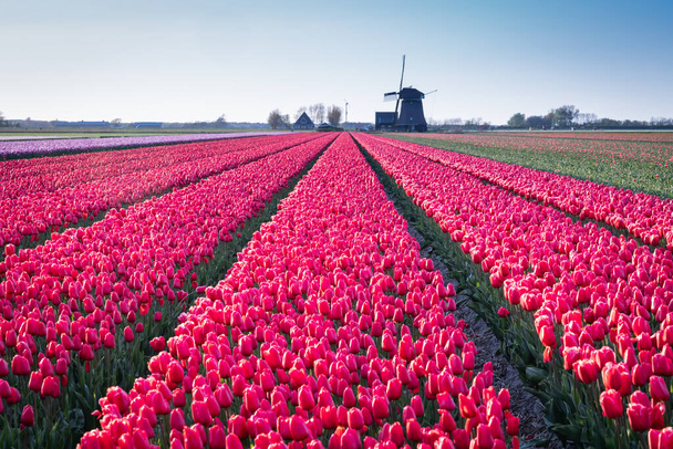 Europe, Pays-Bas, Hollande du Nord, Schagerbrug. Tulipes rouges dans un champ hollandais. - Photo, image