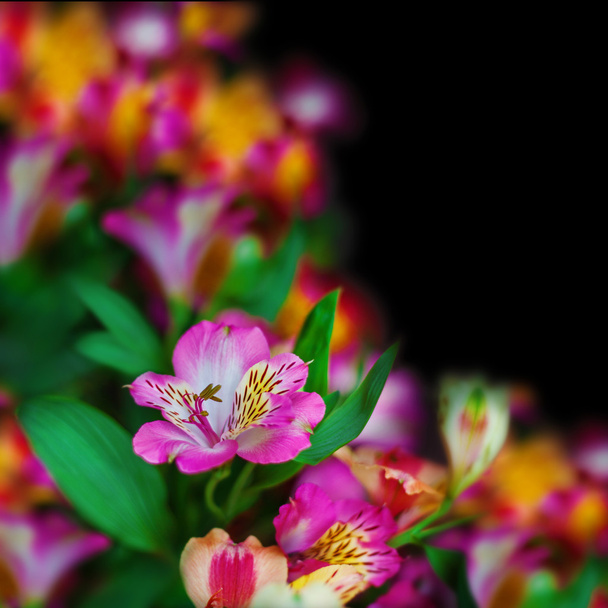 Alstroemeria virág, fekete háttér - Fotó, kép
