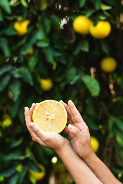 Woman holds half of a juicy lemon in her hands on blurry lemon tree background. - Photo, Image
