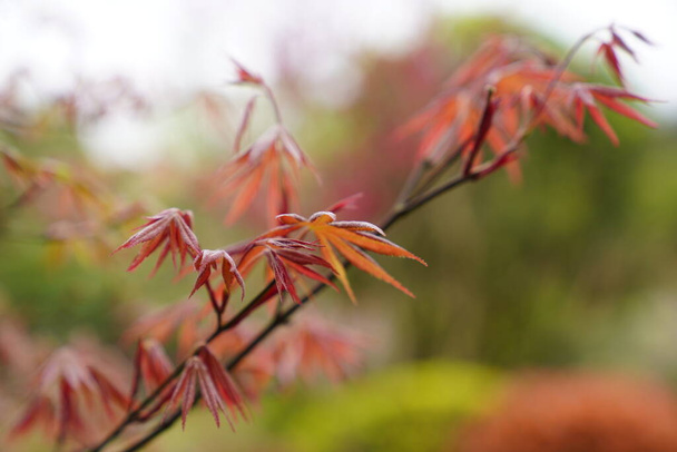 A closeup shot of Japanese maple tree leaves. - Valokuva, kuva