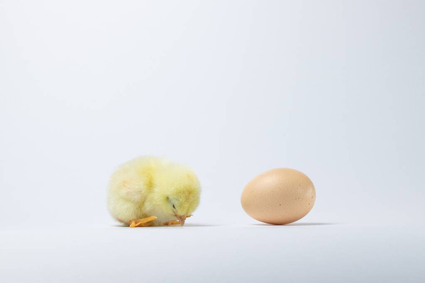 A baby chicken near an egg isolated on a white background - Zdjęcie, obraz