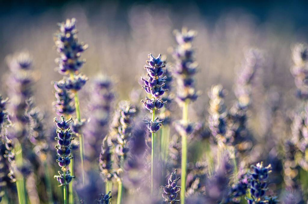 A selective focus shot of an English lavender plant - Foto, afbeelding