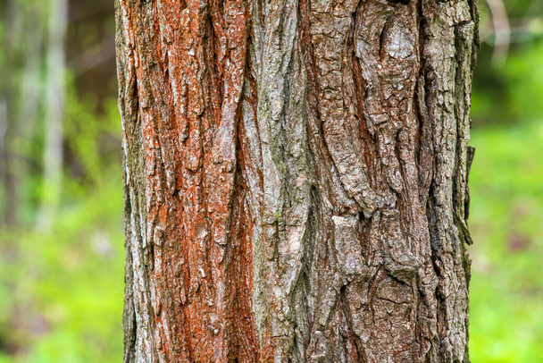 Background of Sophora bark. Detail of the bark of Sophora - Latin name - Sophora japonica pendula. - Photo, Image