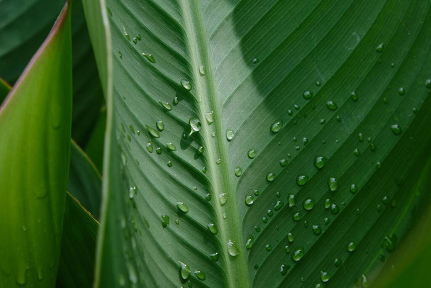 The macro shot of water droplets on the green leaves creates an environmental background - Photo, Image