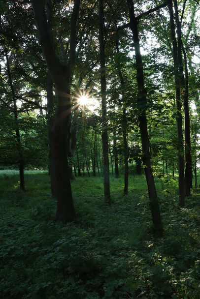 Красивый вид на лес с солнечными дождями, прорывающимися сквозь ветки - Фото, изображение